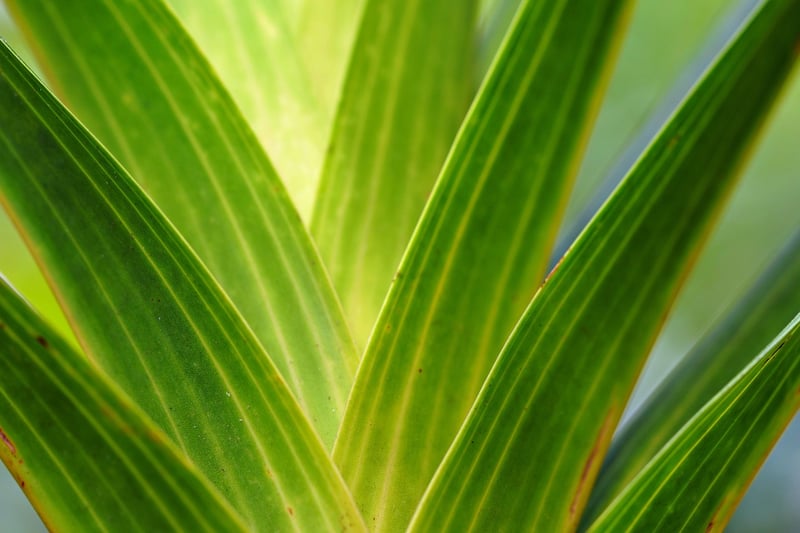 Plants as Room Dividers